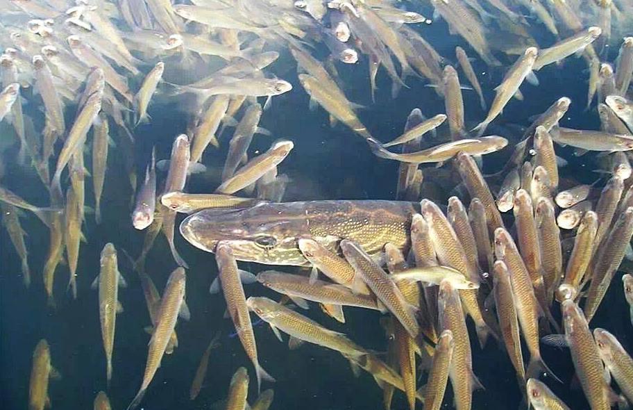 carpbook - 13751255273553840145031932604231n.jpg